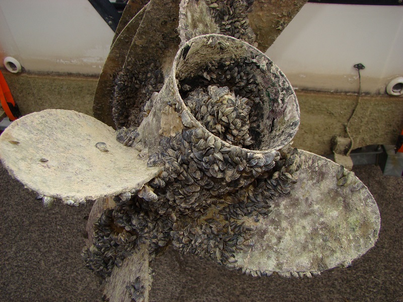 MUSSELPROP